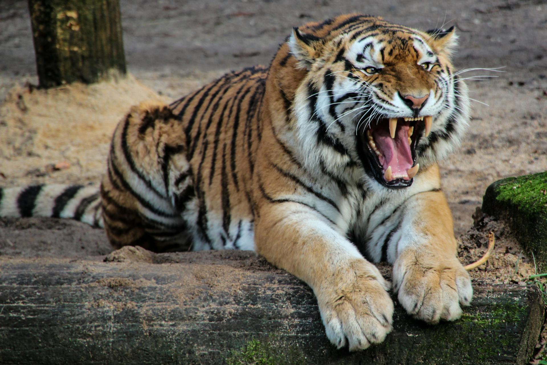 Malayan Tiger