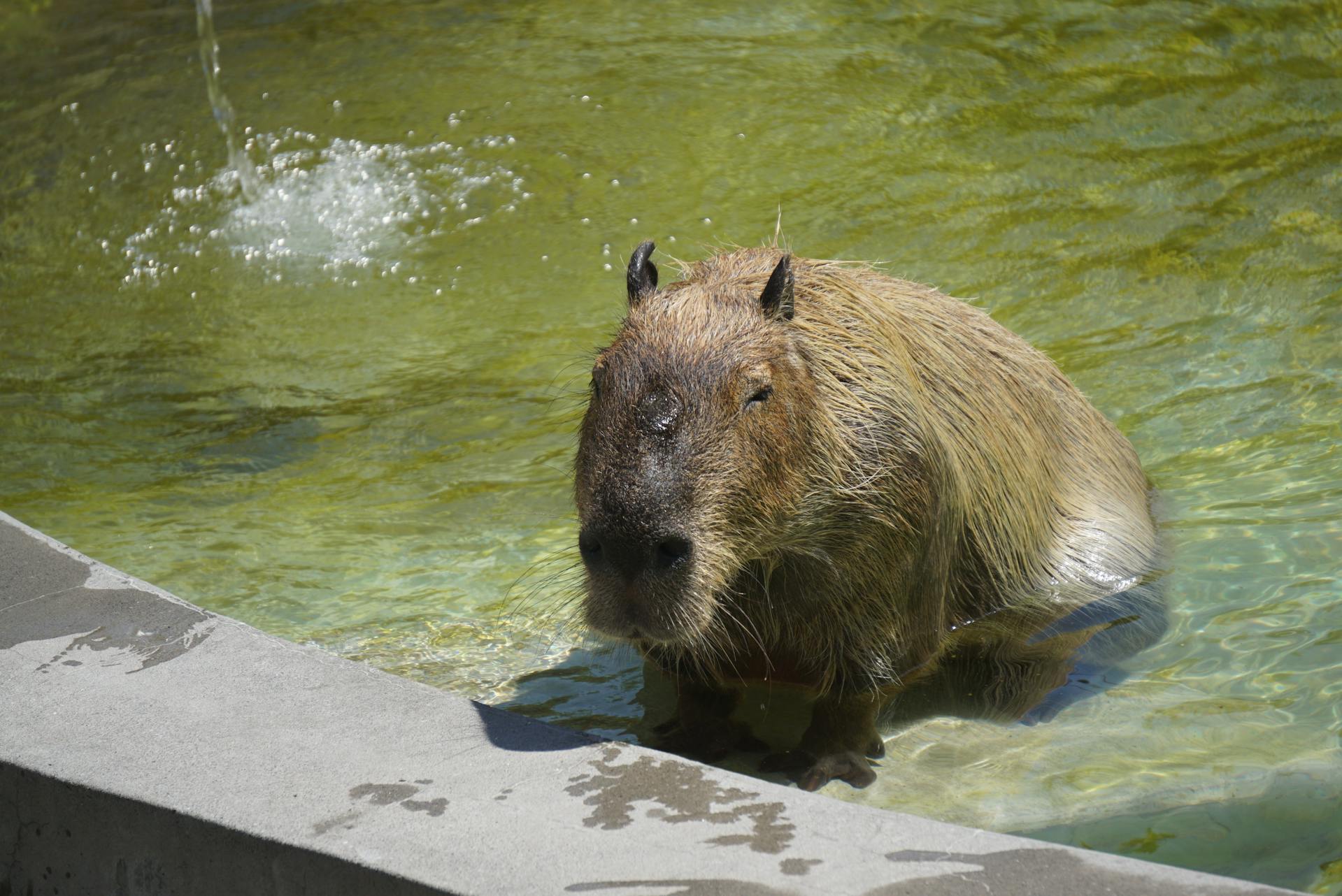 Capybara